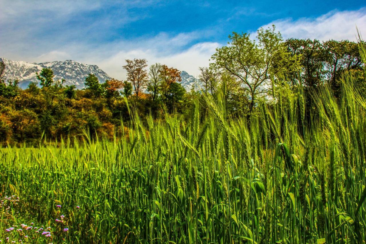 Prakriti Aalay - Riverside Mountain View Boutique Eco Resort Dharamshala Luaran gambar